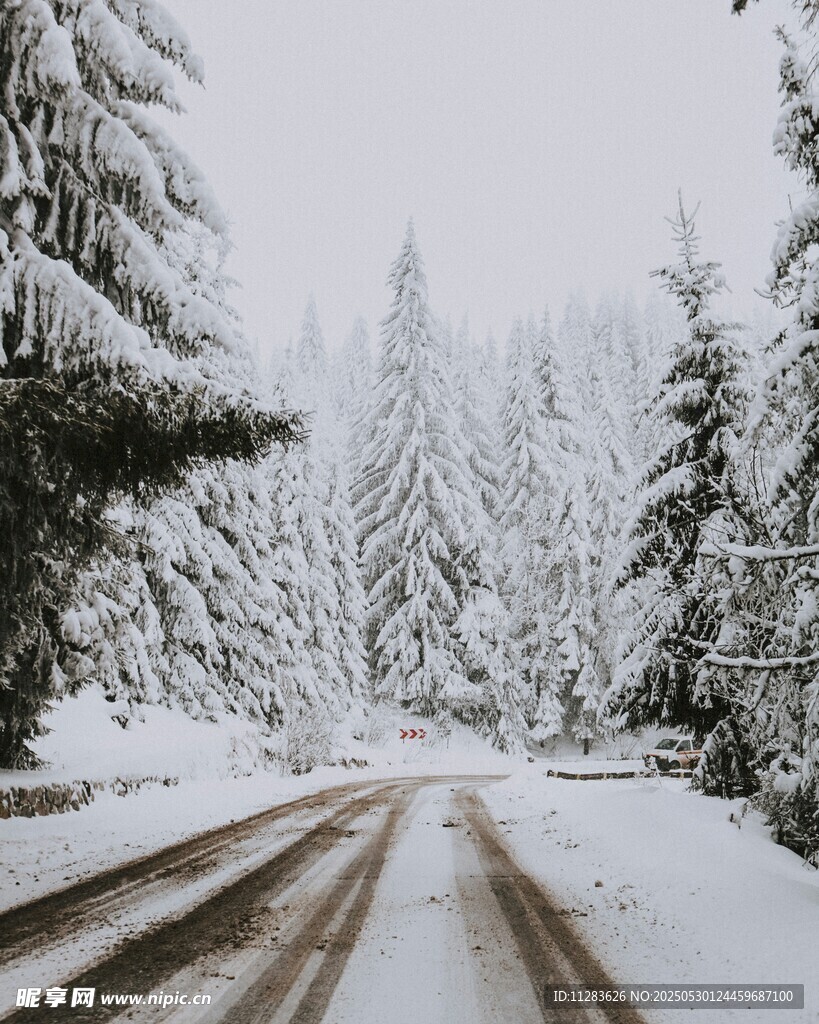 雪覆林間路