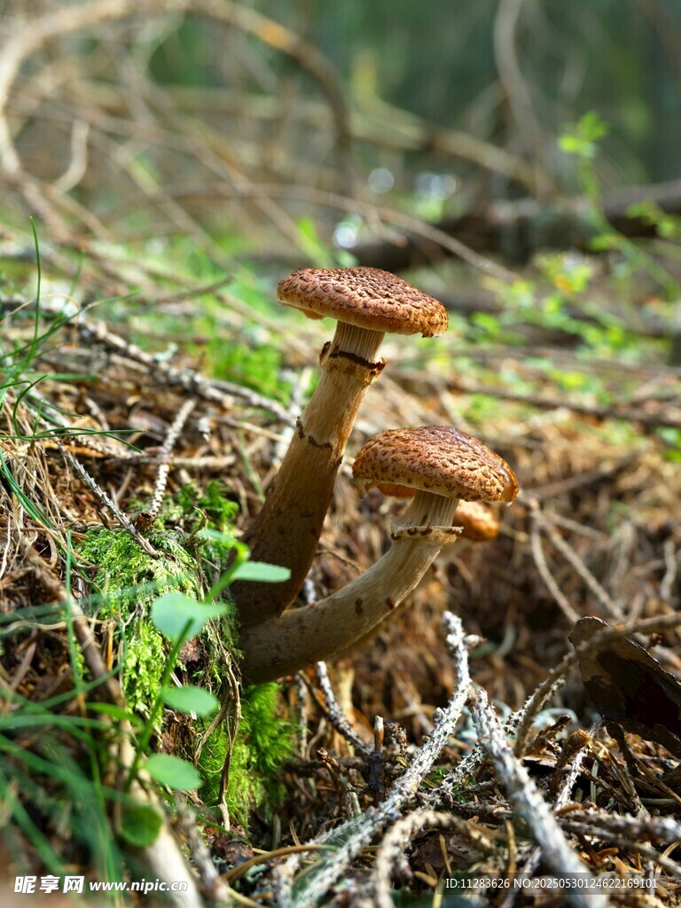 林間棕色蘑菇特寫(xiě)