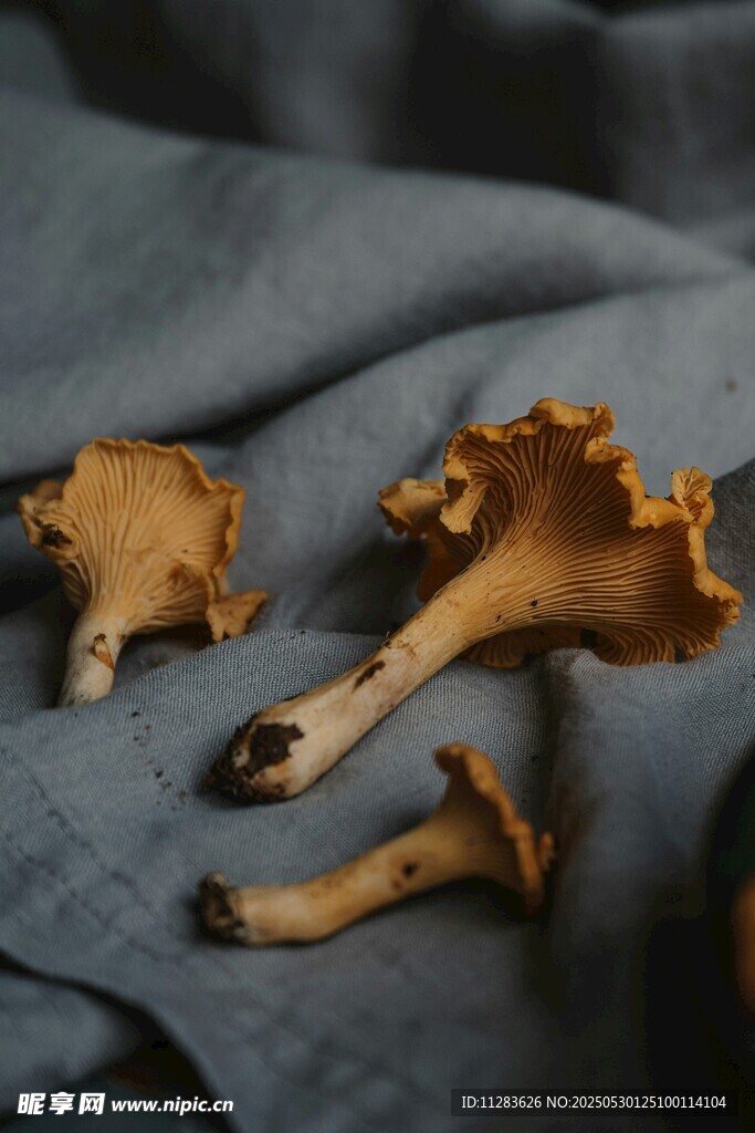 新鮮雞油菌擺放在藍(lán)布上