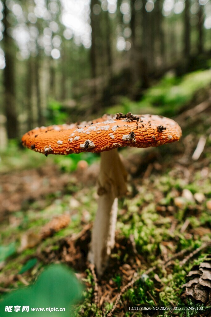 森林中的艷麗蘑菇