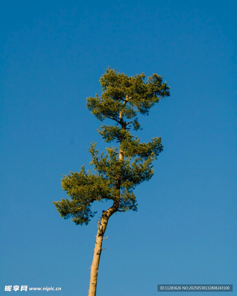 挺拔松樹傲立藍天