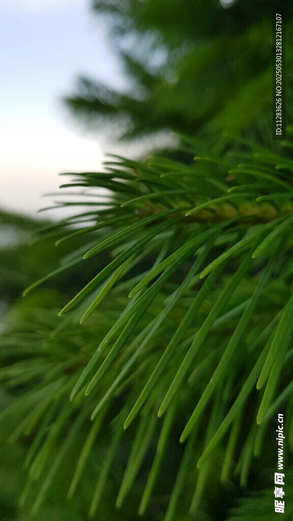 翠綠松針特寫