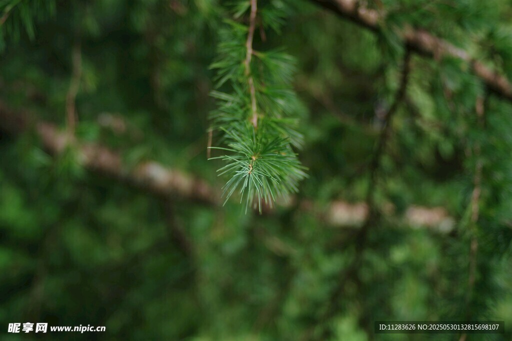 翠綠松枝特寫