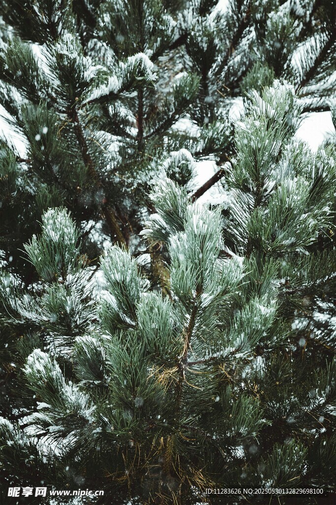 雪覆松枝