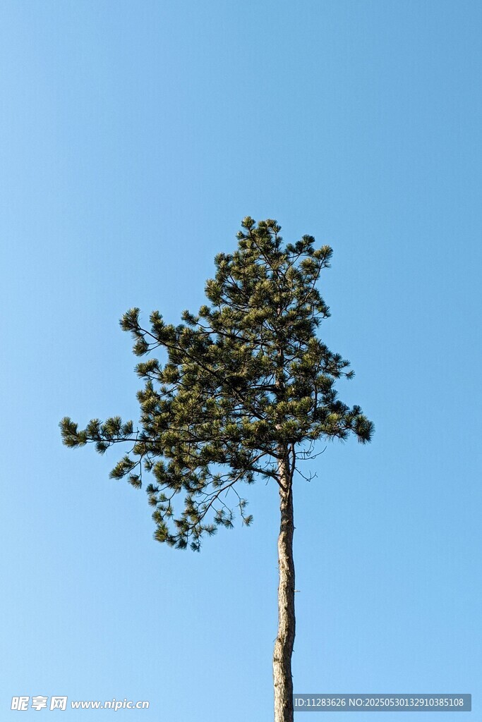 藍天之下的孤獨挺拔松樹