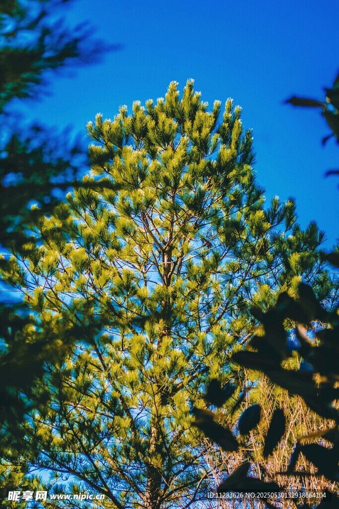 藍天映襯下的翠綠松樹