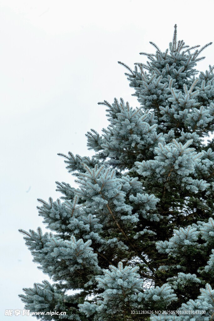 雪覆松樹