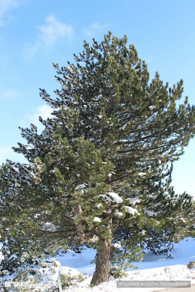 雪覆孤松