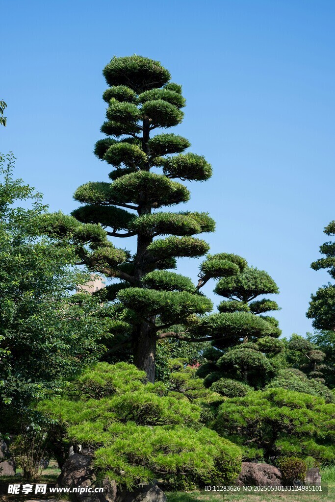 造型獨特的層疊式盆景