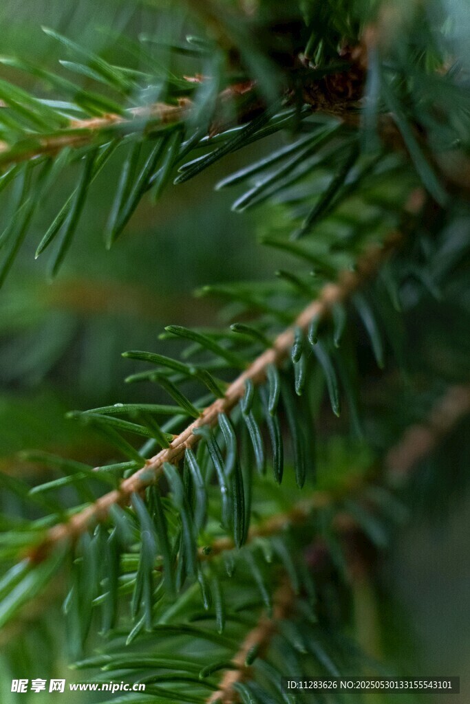 翠綠松針特寫