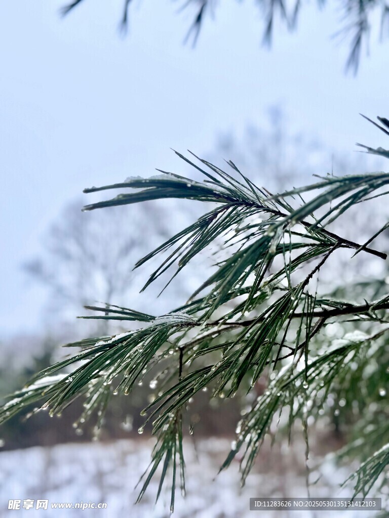 雪覆松枝的冬日景致