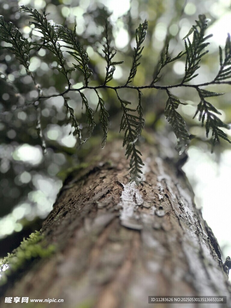 仰視樹干上的繁茂枝葉