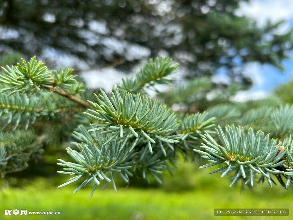 翠綠松針 清新自然景致