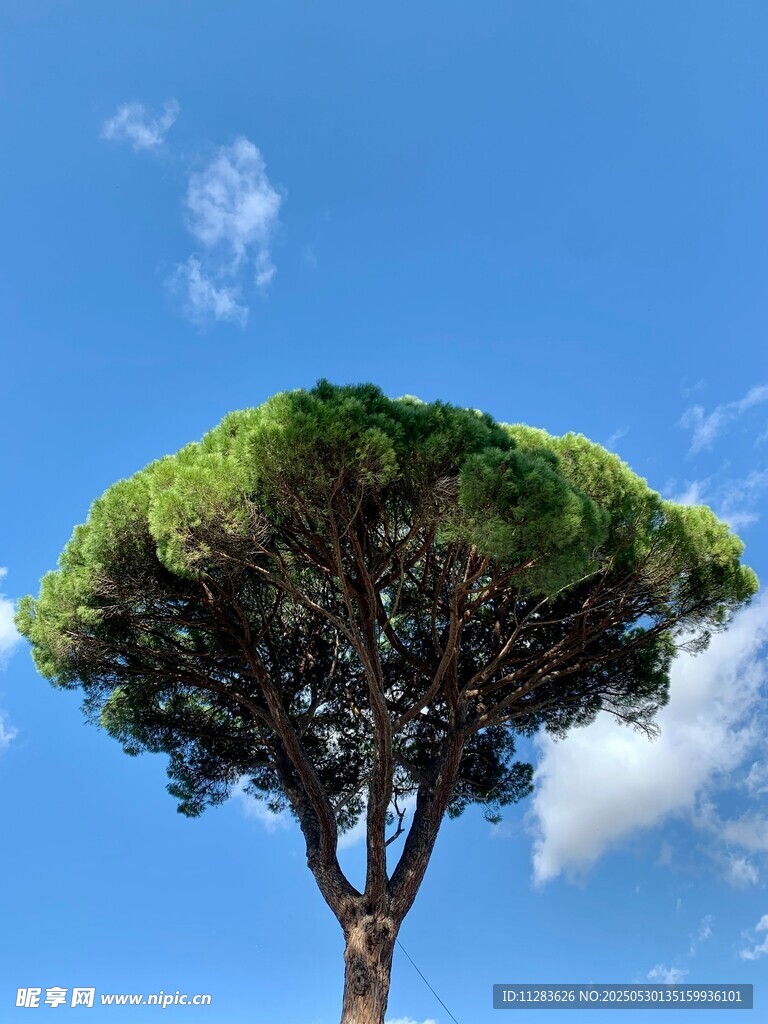 藍天之下的獨特樹冠