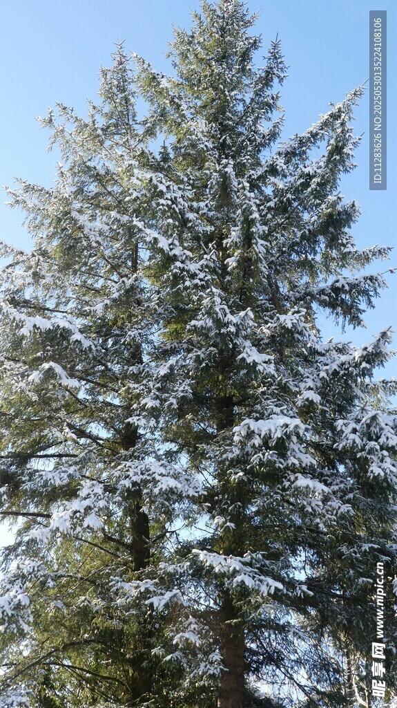 雪覆松樹美景