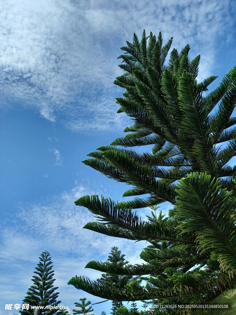 藍天映襯下的挺拔松樹