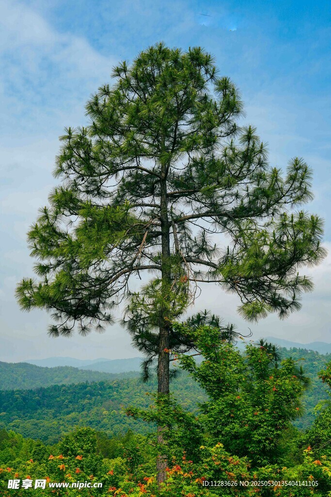 山頂挺拔松樹俯瞰綠野