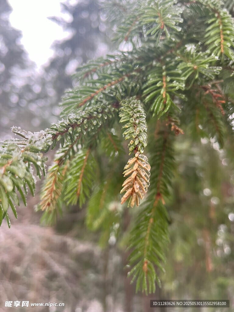 雪覆松枝掛松果