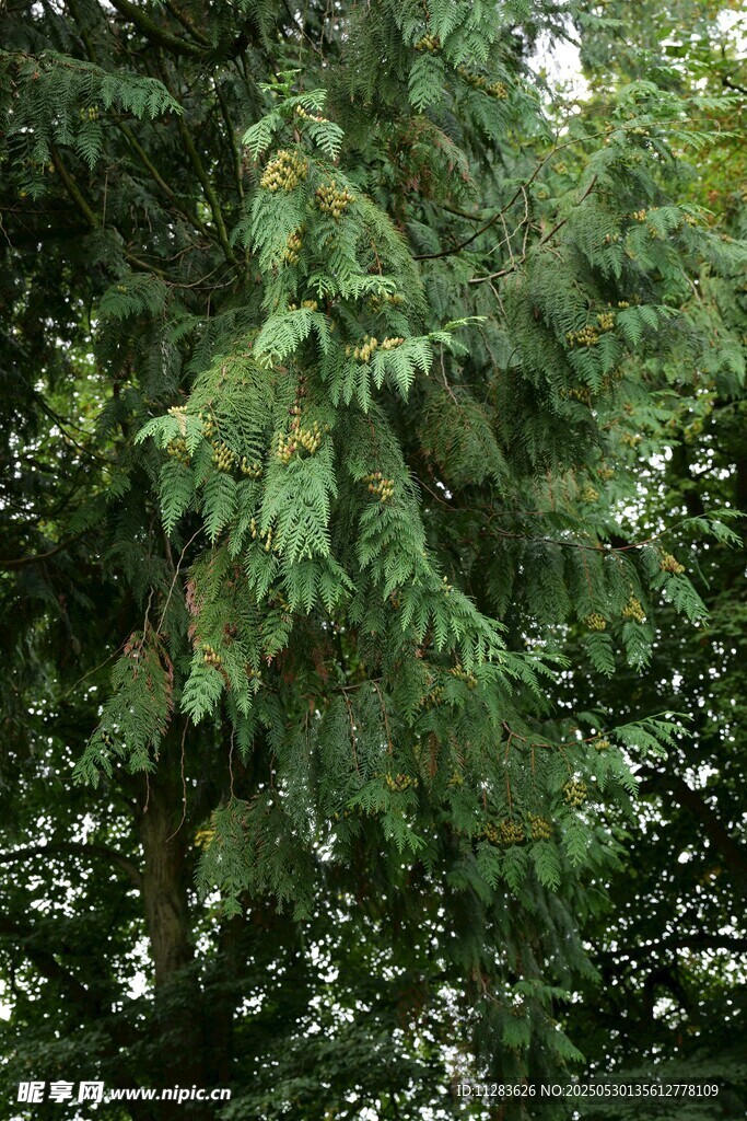 翠綠松樹枝葉繁茂