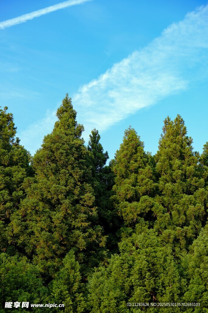 翠綠松林映藍天