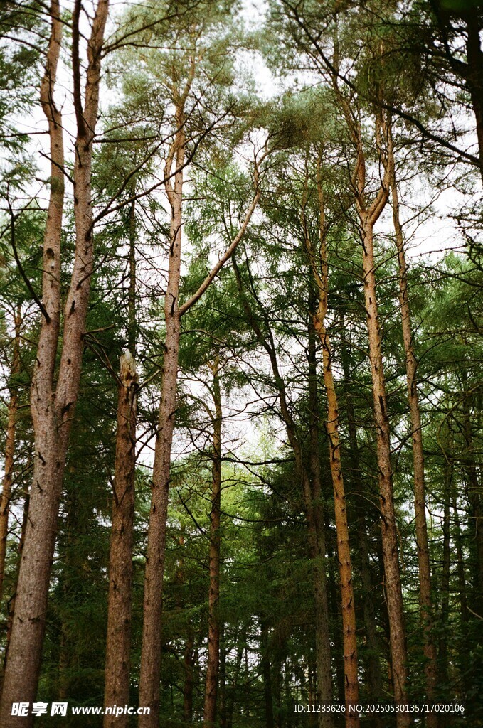 茂密挺拔的松樹林景觀