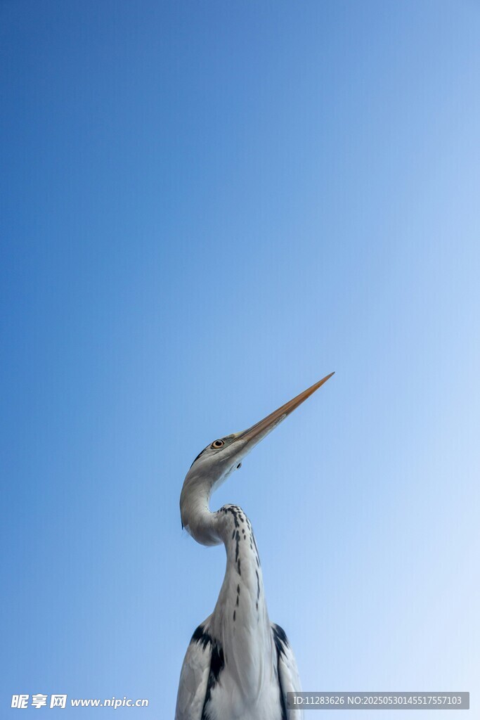 仰觀長喙鷺鳥