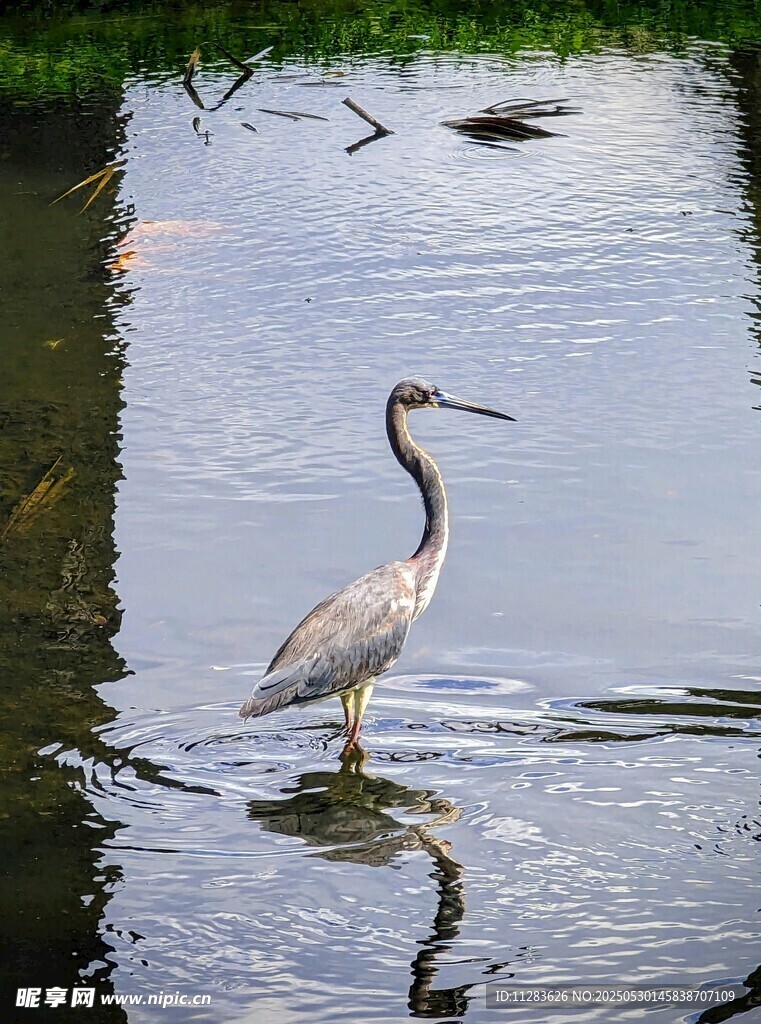 水中佇立的優(yōu)雅鷺鳥