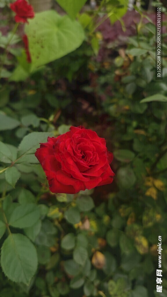 嬌艷紅玫瑰綻放綠葉間