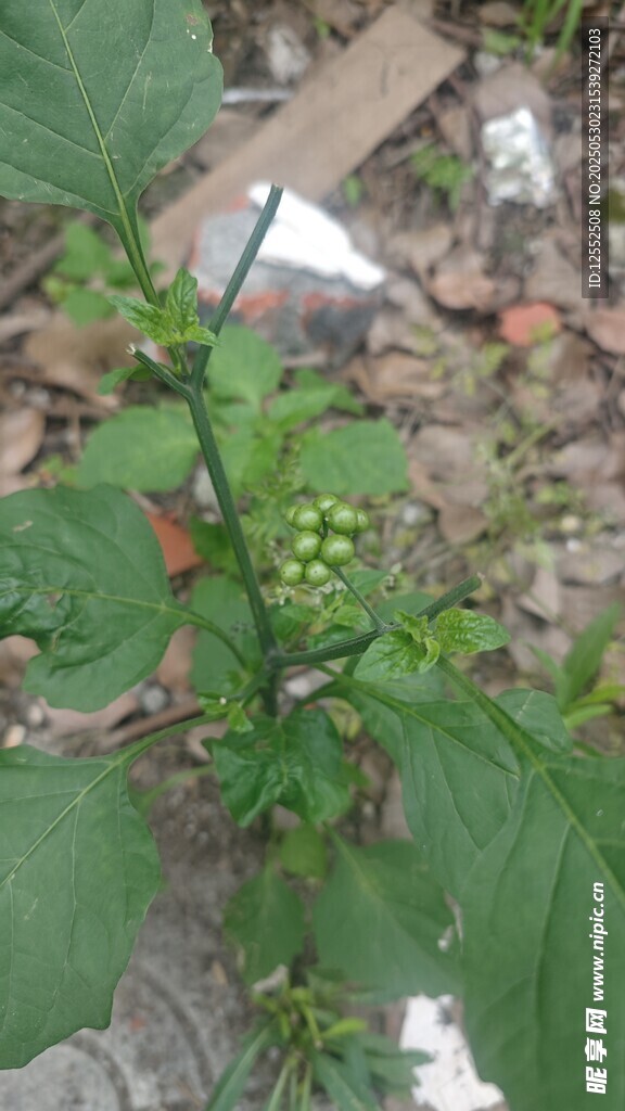 綠葉植物特寫