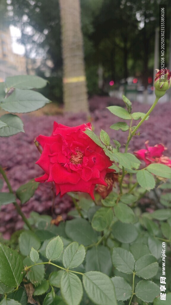 嬌艷紅玫瑰綻放花叢中