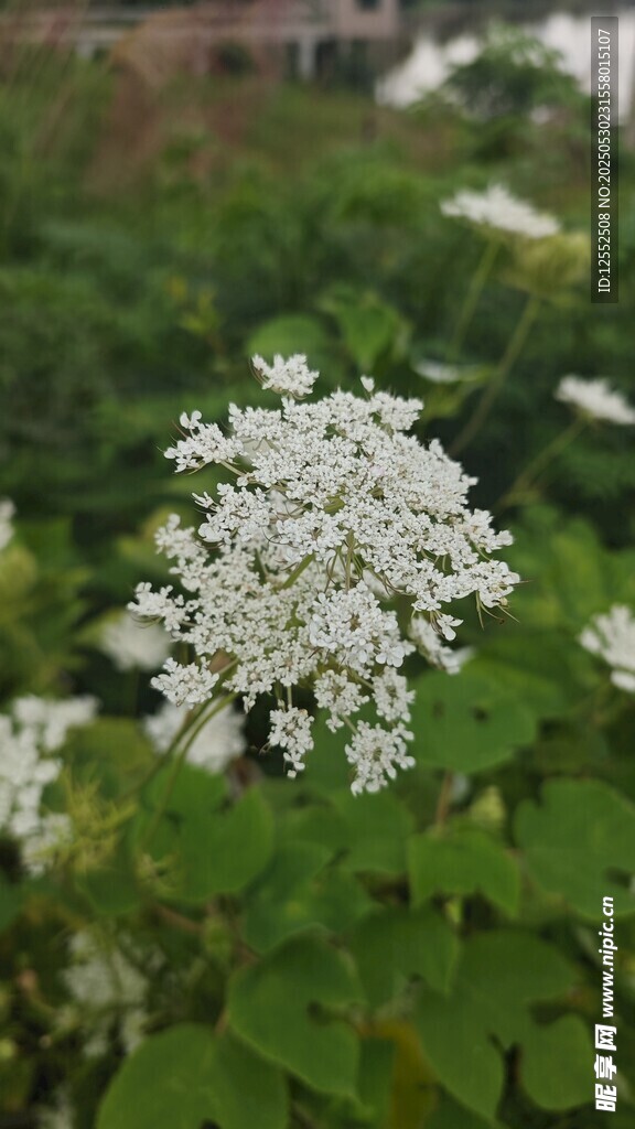 白色小花綻放綠葉間
