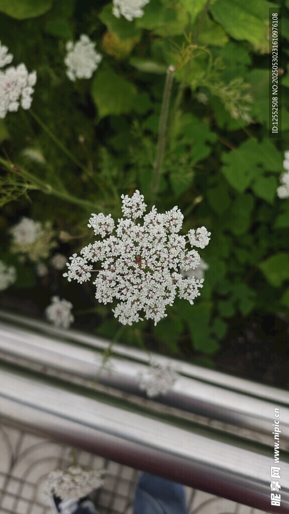 金屬桿旁的白色小花
