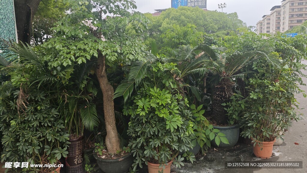 戶外盆栽綠植景觀展示