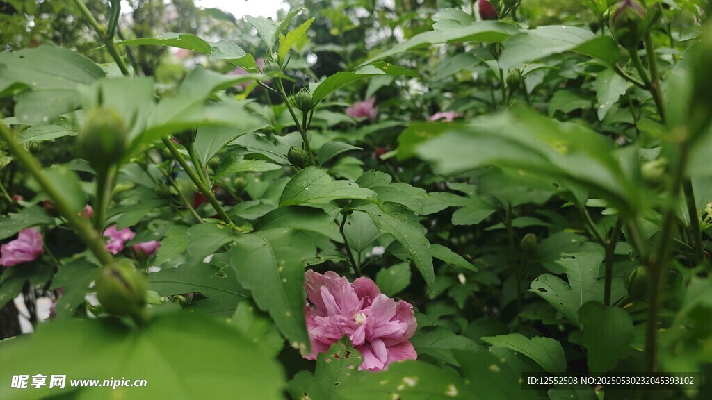 綠葉叢中的嬌艷紫花