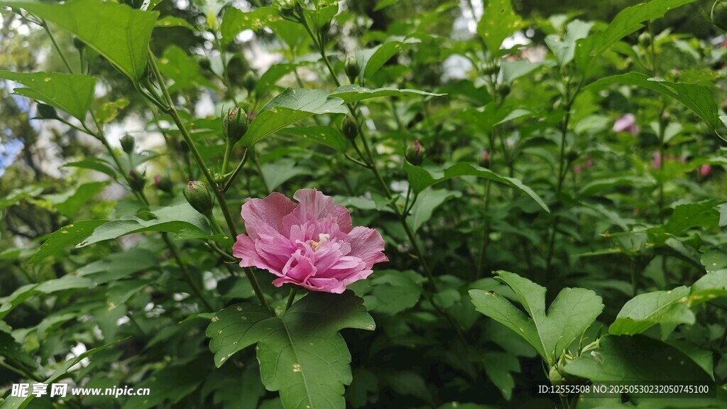 綠葉叢中的嬌艷粉色花朵