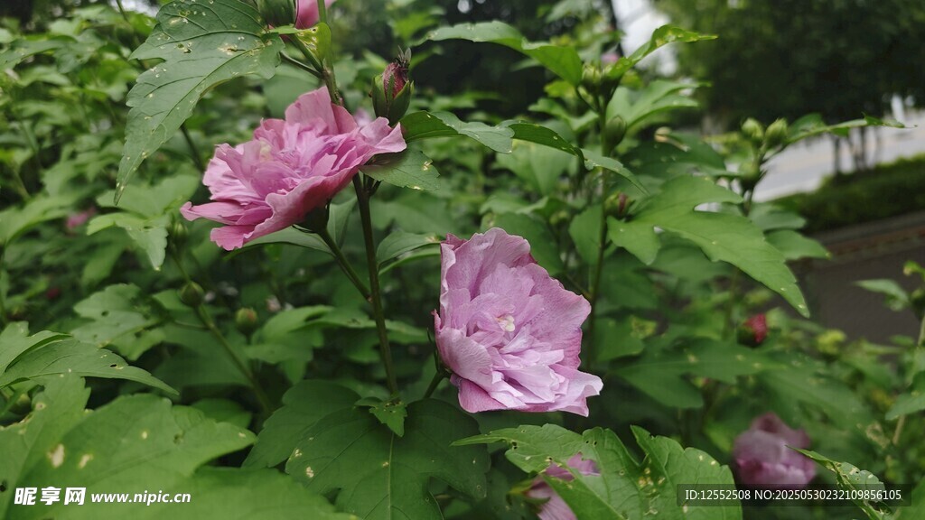 嬌艷木槿花綻放綠葉間