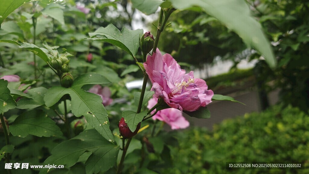 嬌艷粉色花朵綻放綠葉間