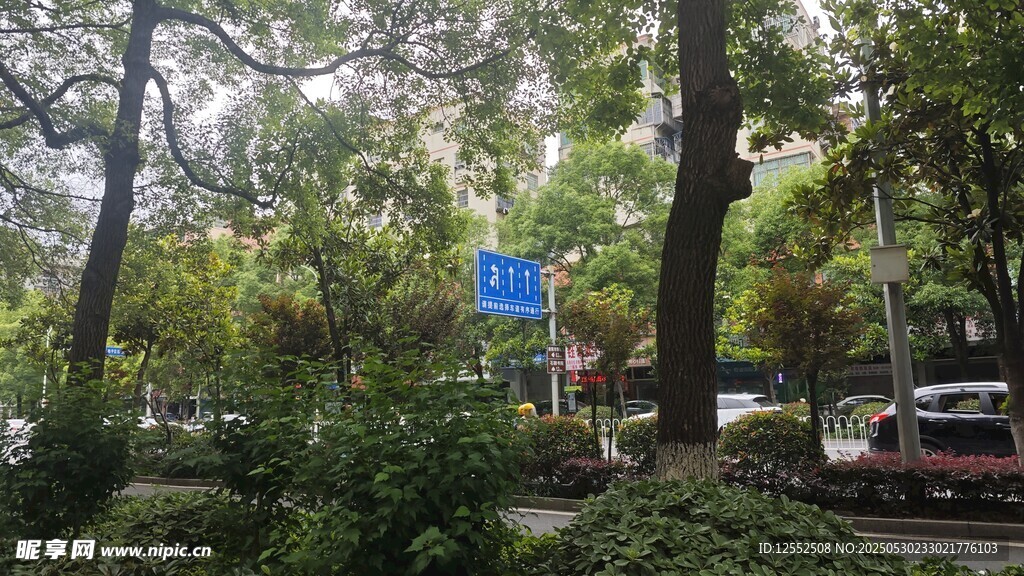 城市林間道路景觀