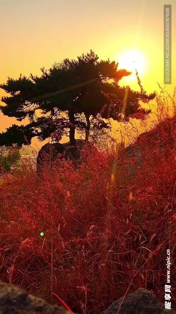 夕陽下的孤松與紅葉