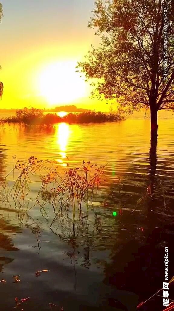 夕陽(yáng)下湖畔樹(shù)木美麗景致