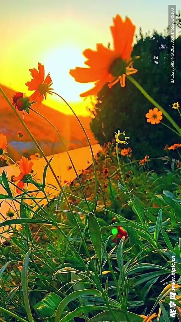 夕陽下的絢爛花卉景觀