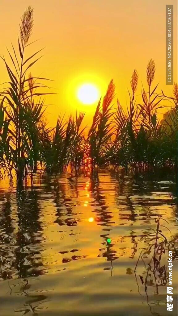 夕陽下的水邊蘆葦美景