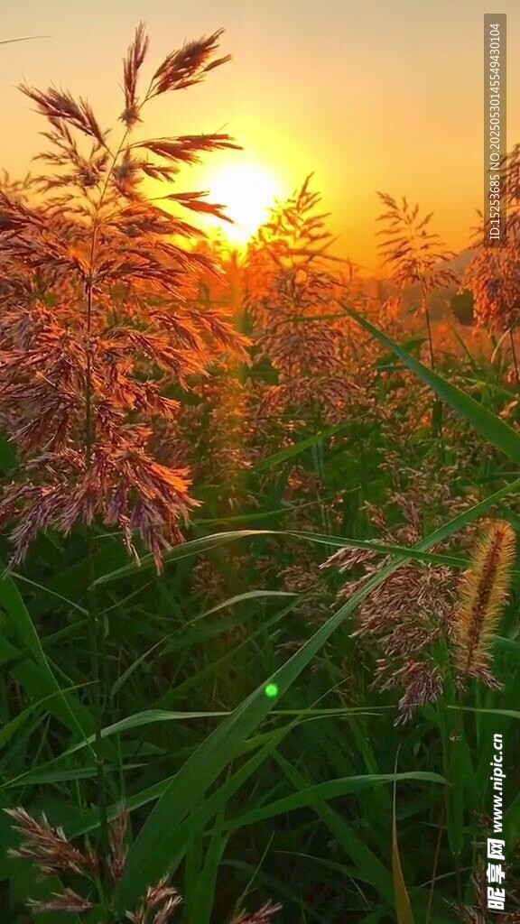 夕陽下的蘆葦美景