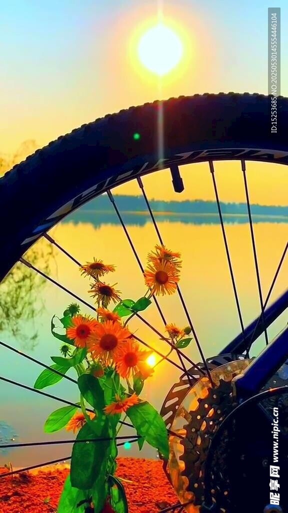夕陽下的自行車與向日葵