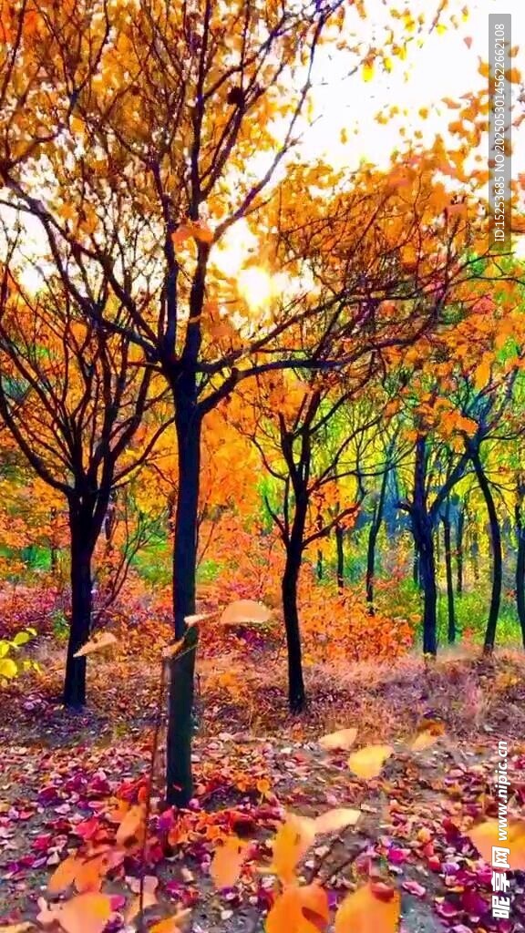 秋日樹林落葉美景