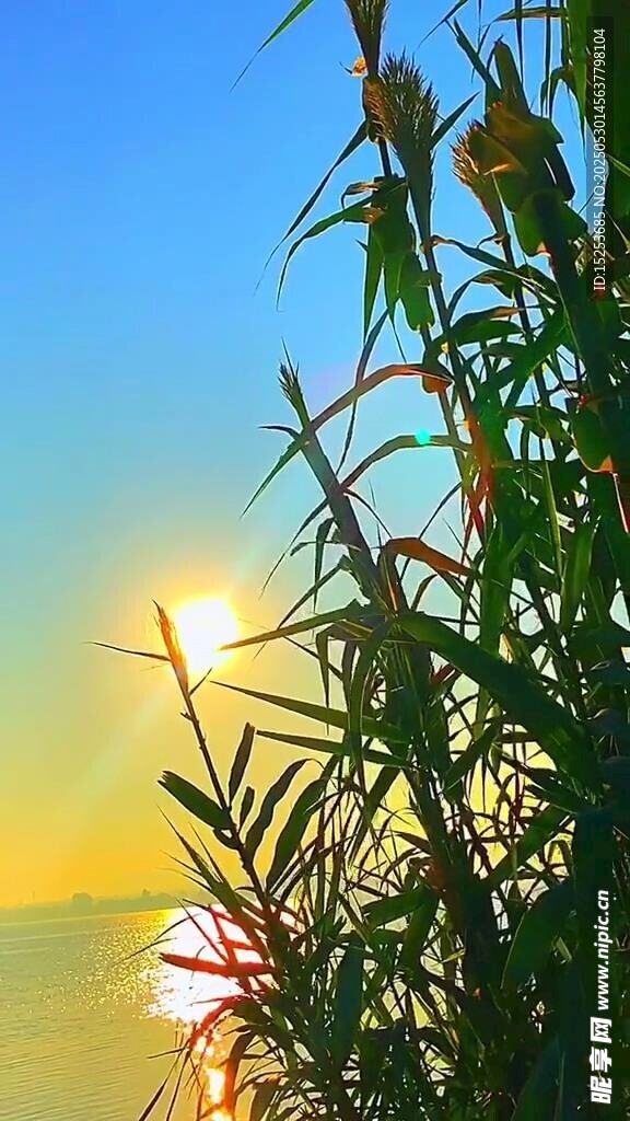 日出下的植物美景