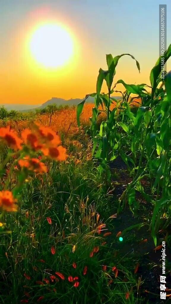 夕陽下的絢爛花海