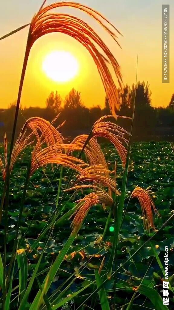 夕陽下的搖曳狗尾草