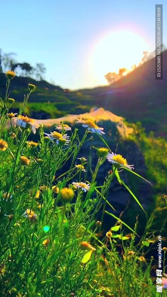 夕陽下的絢爛花草景觀