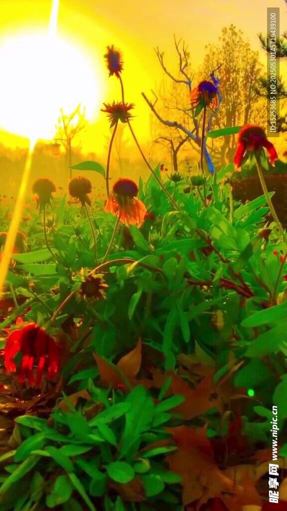 夕陽(yáng)下的絢爛花草世界